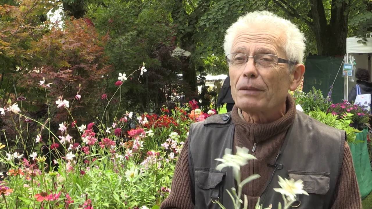 Comment cultiver l'Edelweiss ? - thptnganamst.edu.vn
