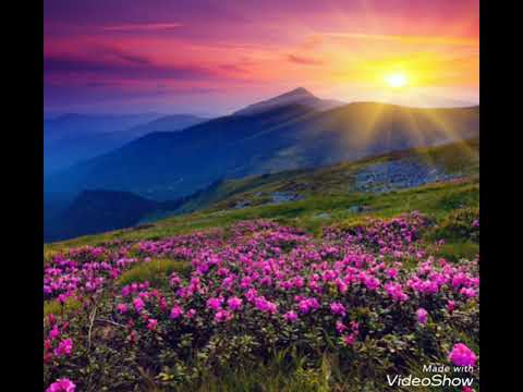🌺🌸🌼 Beautiful flowers and natural place🌱🌲🌳