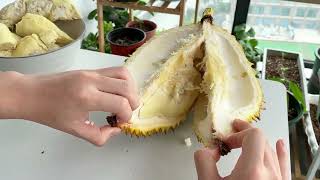 最近大家一直让我种榴莲，安排上 种榴莲 种榴莲核 榴莲盆栽