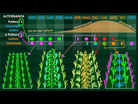 Video: Astro d'autunno: descrizione, semina e cura