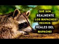 QUÉ SON REALMENTE LOS MAPACHES ¡HECHOS REALES DEL MAPACHE!