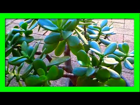 Jade Plant Propagation In Water, Stem Cuttings And Leaf