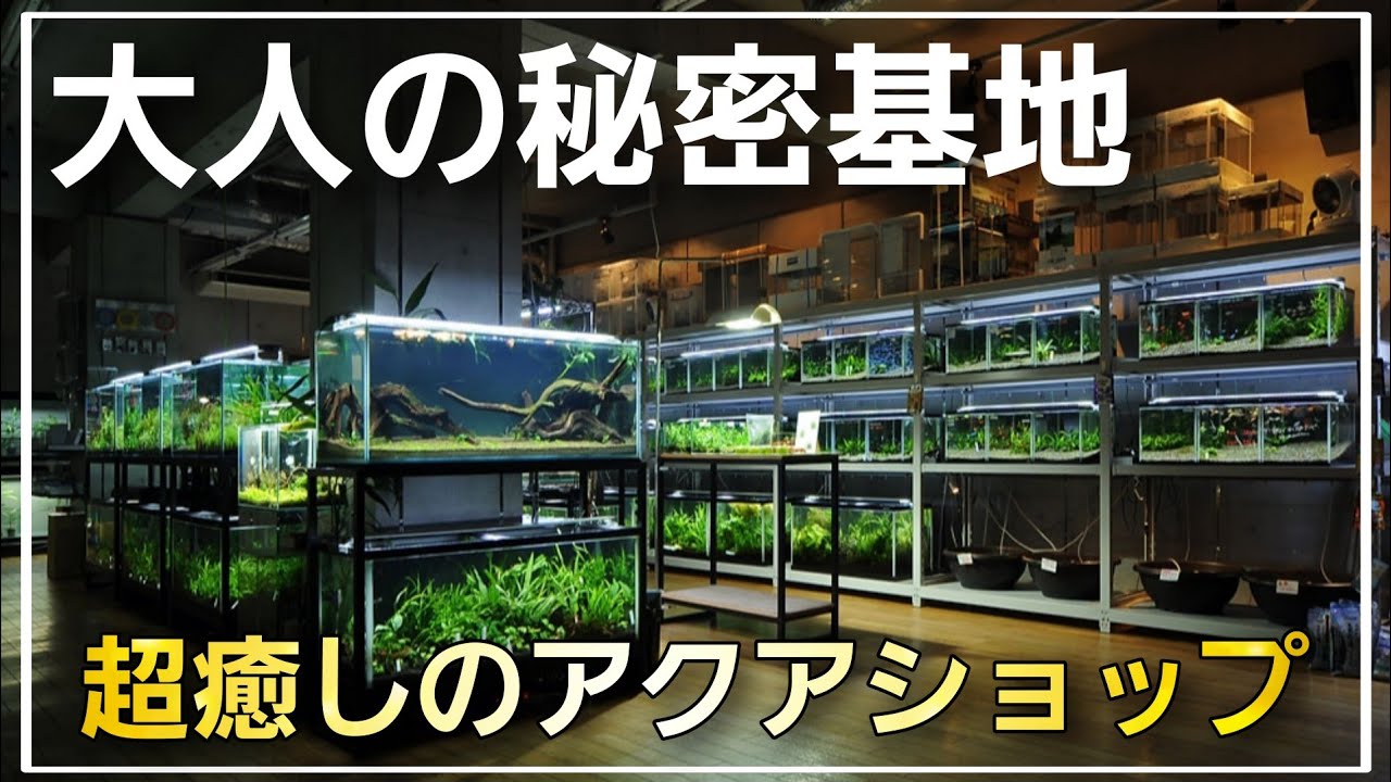 まるで水族館のような超癒しのアクアショップ‼ 【アクアスタジオ・ネイチャー】aquarium アクアリウム シュリンプ 熱帯魚 熱帯植物 メダカ 水草 流木 海水 サンゴ