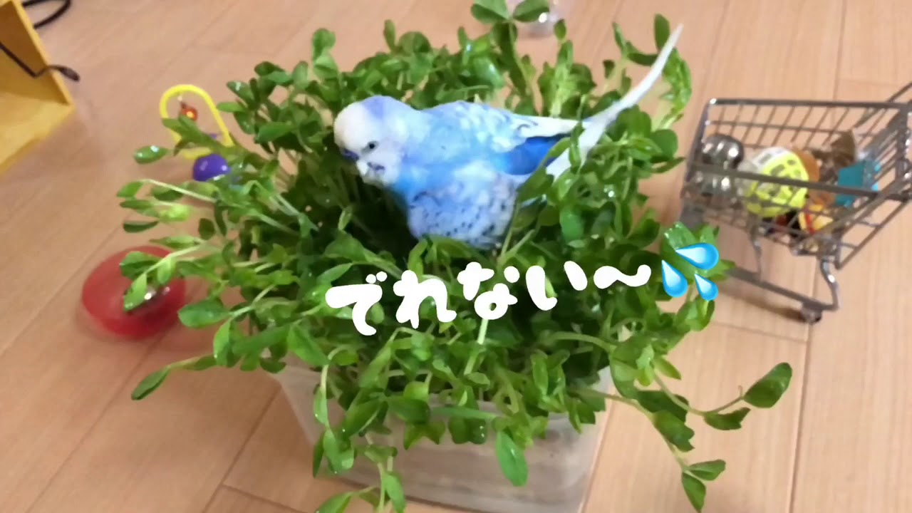 vol.184『おしやべりインコのワチャワチャ豆苗浴び』セキセイインコの
