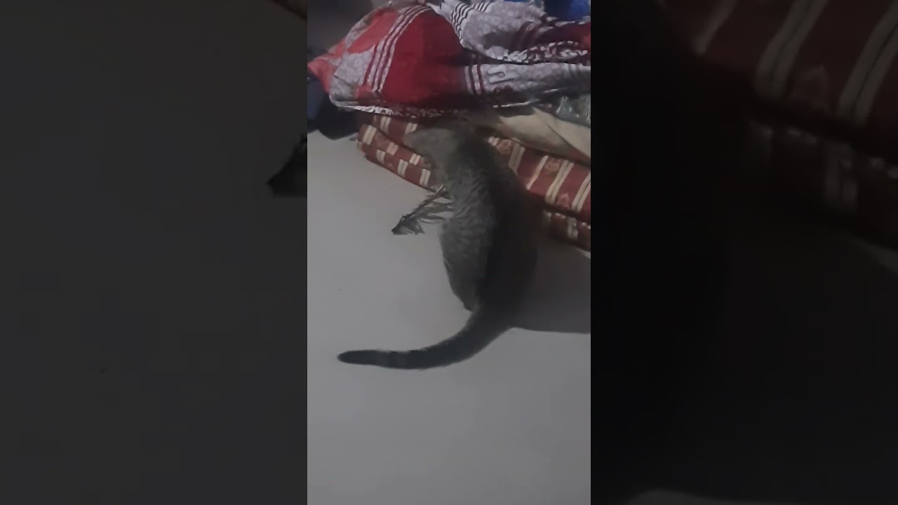 Watch cat miow #miow ₹miow ###😻😻😻😺😺😺 on YouTube Watch cat miow #miow ₹miow ###😻😻😻😺😺😺 on YouTube