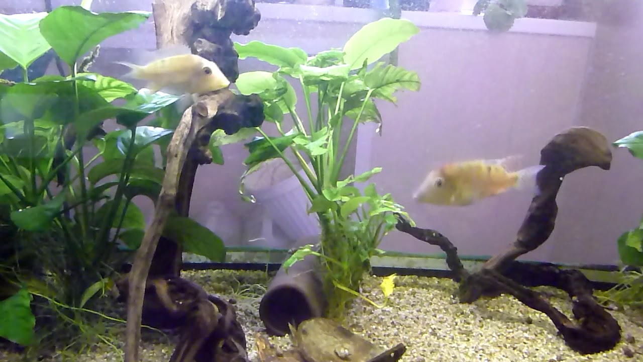 geophagus steindachneri female attacks male