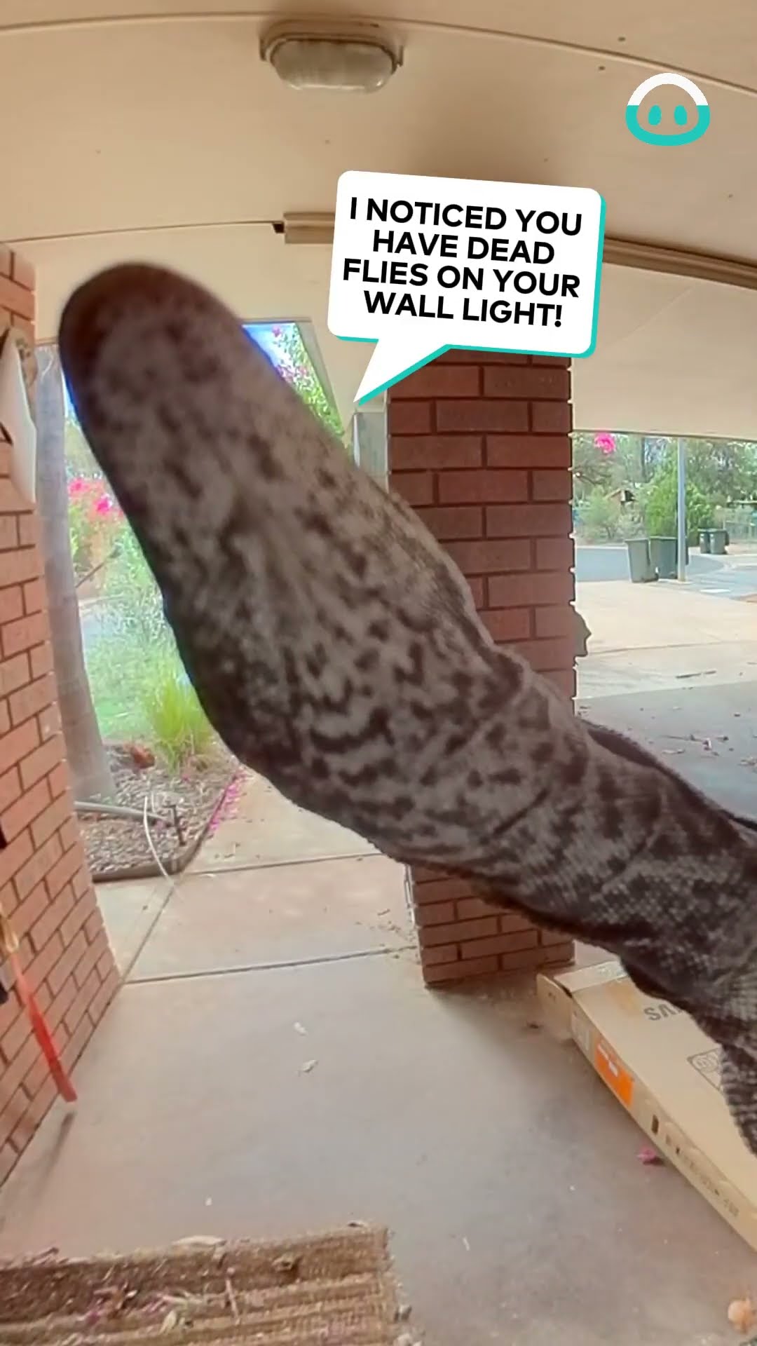 Lizard Triggers Doorbell Cam || ViralHog