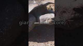 Galápagos Giants Return: The Floreana Tortoise Comeback!
