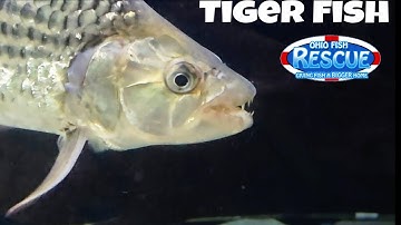 Check out some fish at Ohio Fish Rescue