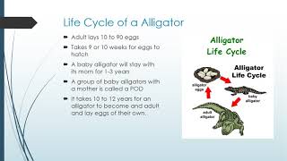 Reptiles, Birds and Fish Life Cycles