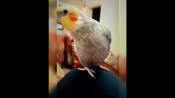 طائر الكوكتيل الكروان يقلد نغمة الماسنجر Cockatiel Bird Sing The Tone Of The Messenger 
