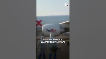 Giant Panda “Ya Ya” Returns To China After Spending 20 Years In The US