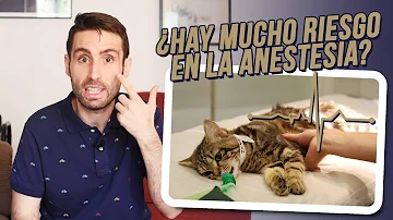 ¿Cómo dan los veterinarios anestesia a los gatos?