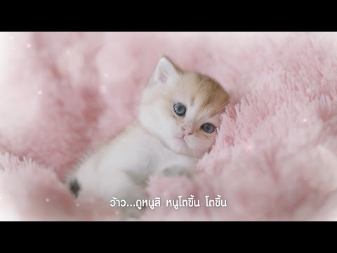 เริ่มต้นโภชนาการที่ดี ด้วยอาหารแมวมีโอ 🐱
