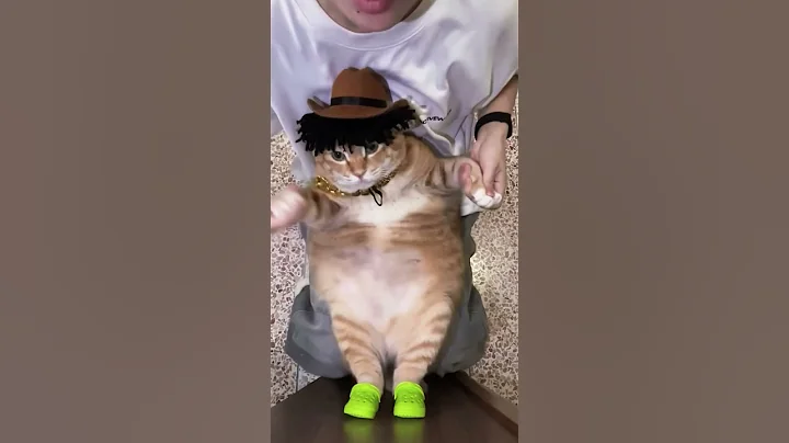 Video 10895241: cats kucing pet, compilation funny kitten, kittens compilation cute, cat pet dance, cat lovers