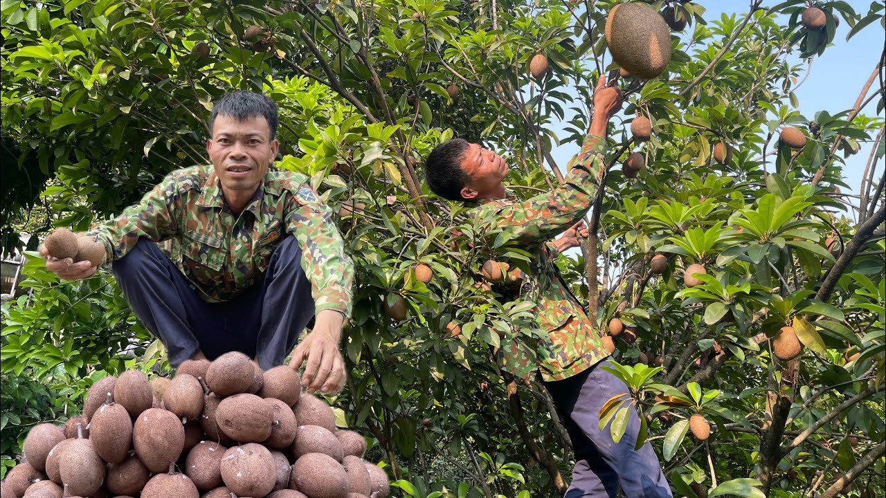 Harvest ripe sapodilla fruits and bring them to the market to sell ...