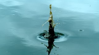 Rock In Puddle in 4K Slow Motion