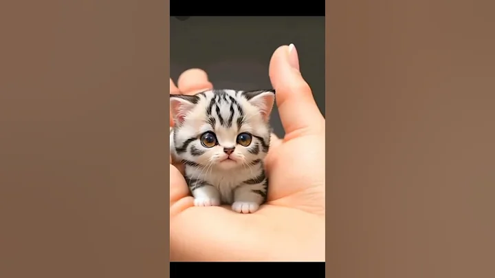 Video 3907291: cat kitten meow cutecats, kitten cutecat baby cat, cats kittens meowing cute, tiny baby cat, cat small baby, cute funny tiny cats, cute baby cat playing