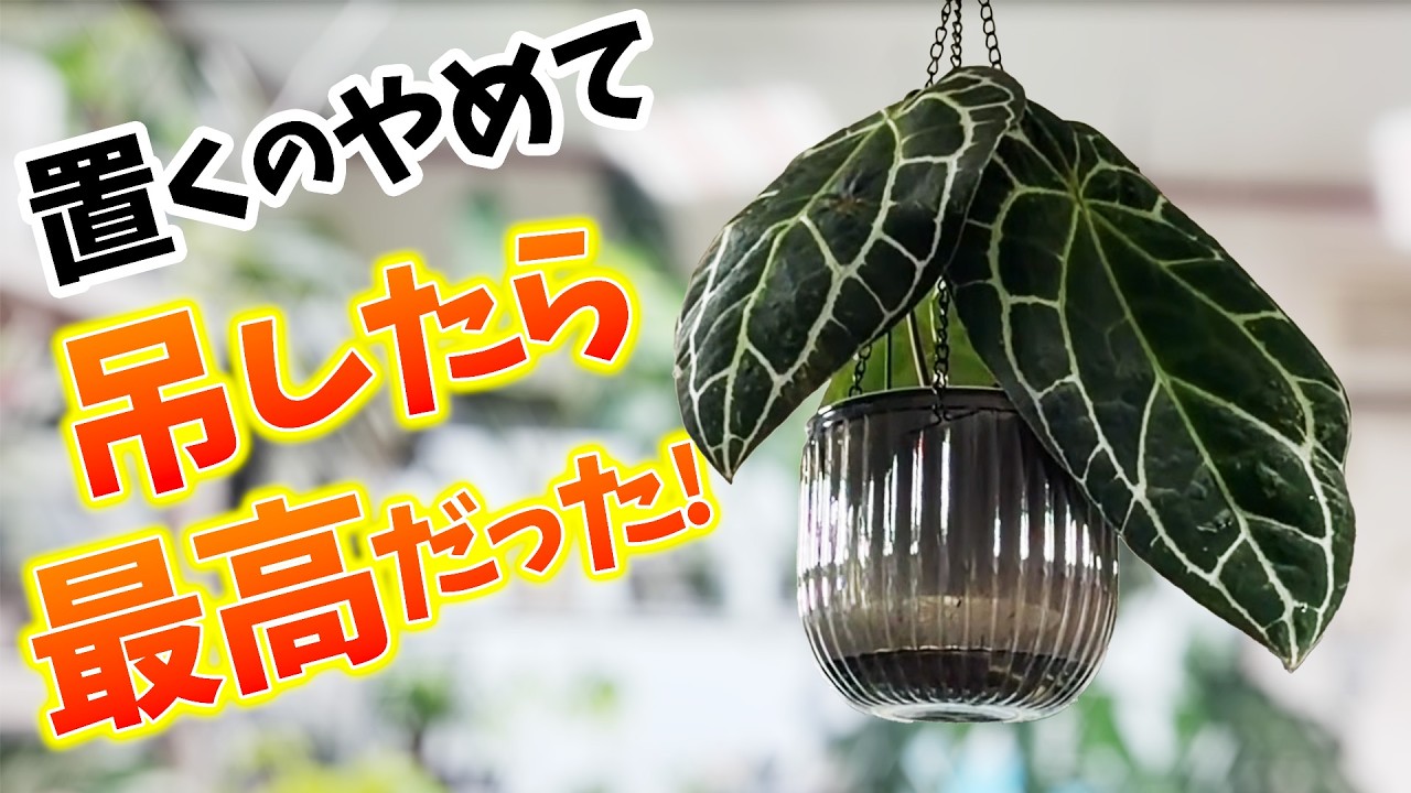 Houseplants] Stopped putting it on a table and hanging it was the