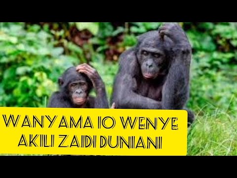 #nijuze:WANYAMA 10 WENYE AKILI ZAIDI DUNIANI, INASHANGAZA SANA, KASUKU NA MBWA... WAWAZIDI BINADAMU!