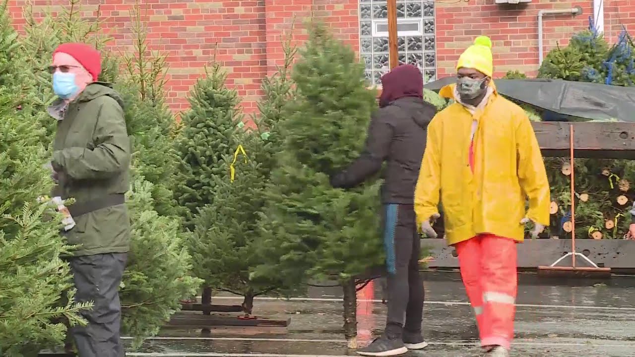 Ted Drewes parking lot lined with Christmas trees, all waiting to go