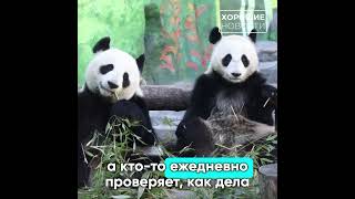 В Московском зоопарке запустили онлайн-трансляции из 16 вольеров