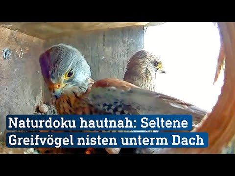 Video: Wo leben Falken?