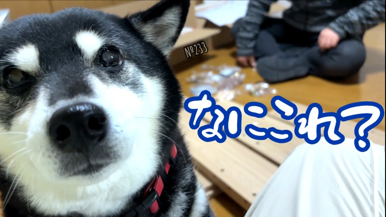 Haru the Shiba Inu is pleading with his mother for something