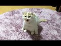 座り方を笑われてぶち切れる愛猫