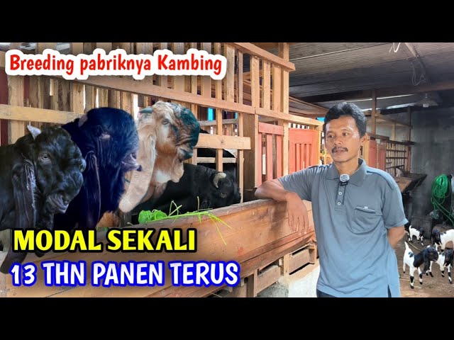 11 TAHUN BREEDING KAMBING HASILNYA BISA UNTUK MENOPANG EKONOMI KELUARGA class=