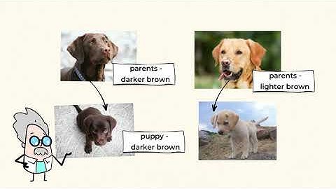 It’s All in the Genes—Inheritance and Variation of Traits | MightyOwl Science | 3rd Grade