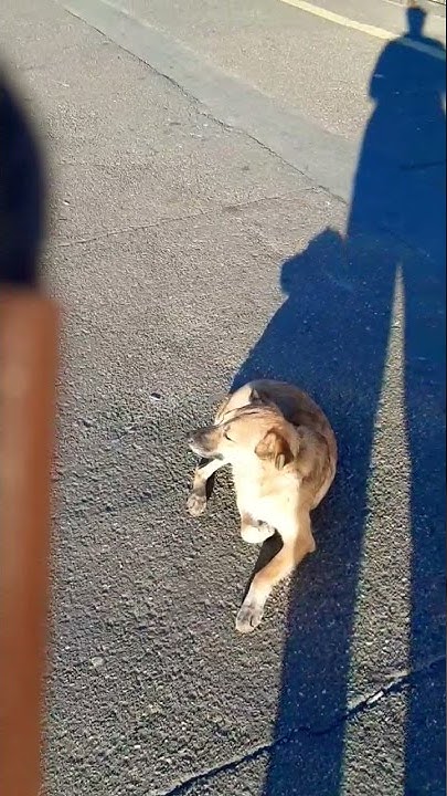 Кутя лежит в КАНАШЕ на пероне🐕 - YouTube