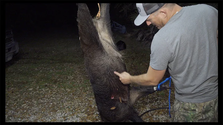 How to Cape and Halve a MONSTER wild BOAR!