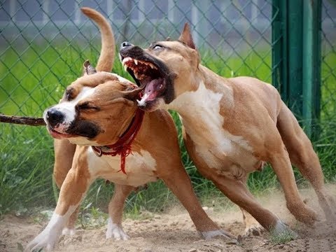 Что нельзя делать при содержание Бойцовой собаки Стаффордширский терьер