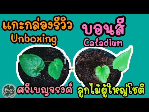 #แกะกล่องรีวิว #บอนสี ศรีเบญจรงค์&ลูกไม้ผู้ใหญ่โชค #ราคาบอนสี #unboxing #caladium #แพ็คต้นไม้