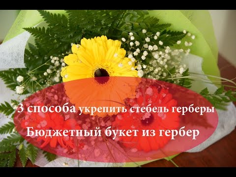 Видео: Гербера цэцэг гэж юу гэсэн үг вэ?