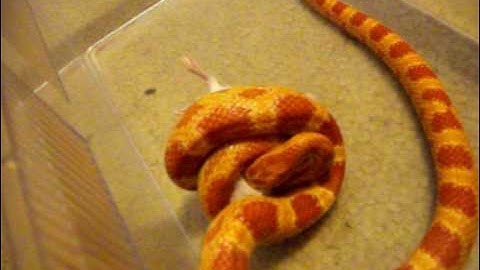 My Amel Corn snake Flame killing a mouse Part 1