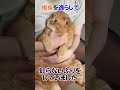 もっともふもふしたかったです　#猫　#すずつむふう 　#キジトラ　#茶トラ