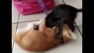 Latihan militer hehehe(2) -
