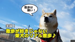 散歩が好きじゃない柴犬のリアル散歩動画 A Walking Video Of A Shiba Dog That Doesn T Like Walking Youtube