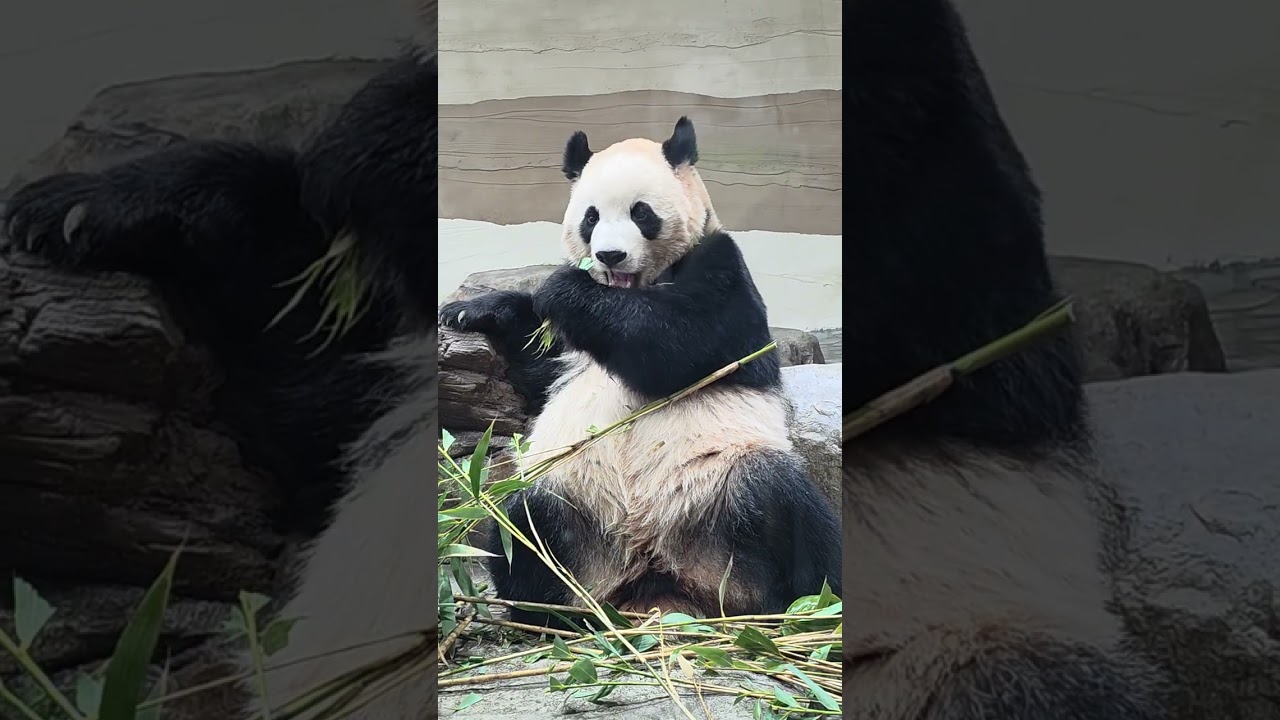 매력녀 루이바오 #에버랜드 #판다 #루이바오 