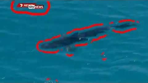 UWA Shark Detection and Tracking