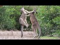 Wallaby Fight On The Beach Of Cape Hillsborough Wallaby Fight On The Beach Of Cape Hillsborough