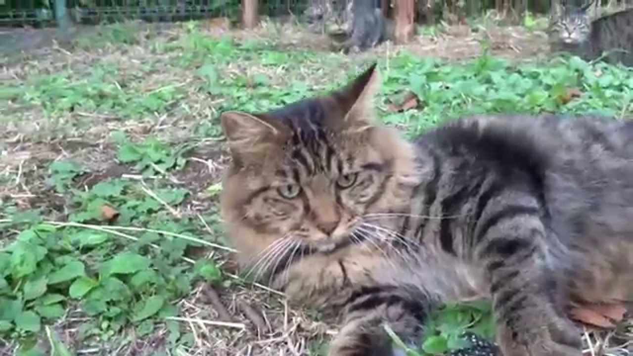 maxresdefault.jpg?sqp=-