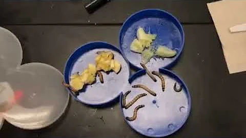 Mealworms banana v.s lime