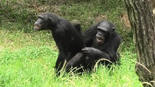 Odd couple! by Sakura and Fubuki  不思議なコンビ！サクラとフブキ　Chimpanzee  Tama Zoological Park