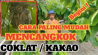 CARA PALING MUDAH MENCANGKOK COKLAT❗ KAKAO❗