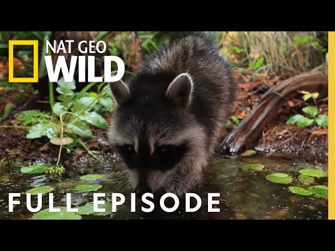 Gator Country Full Episode Florida Untamed 