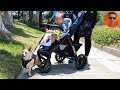 Jerry's Walk Vlog Ep. 17 - Meet Your New Favorite Dog