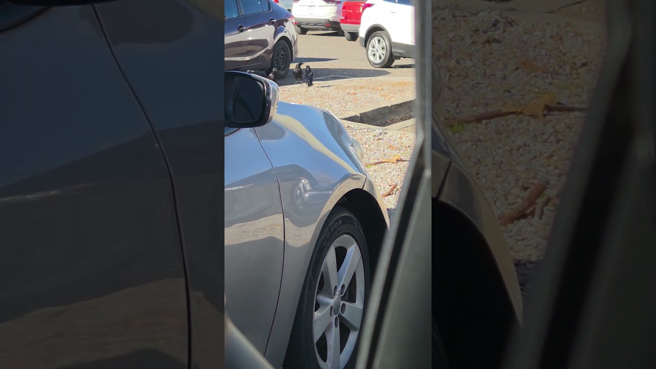 Корм для собак 